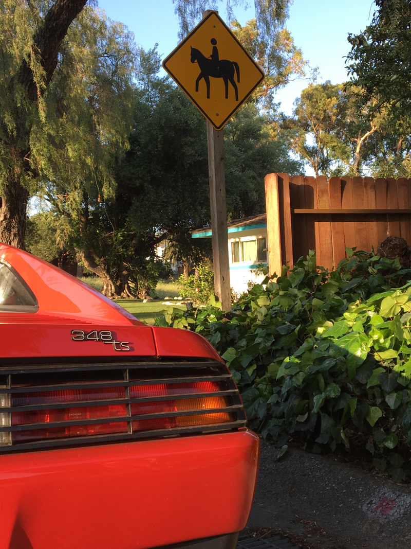 Horse crossing. Much wit. such clever. very wow. Also, car is dusty AF